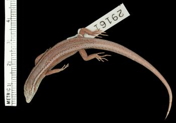 Media type: image;   Herpetology R-29161 Aspect: dorsal